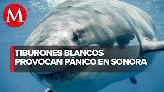 Reportan aumento en avistamientos de tiburones blancos en Sonora