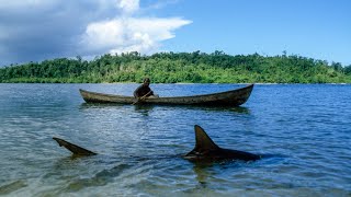Call Of The Shark Call Of The Shark