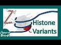 Histone variants | Where are histone variants found? | Function of Histone variants | Molbio