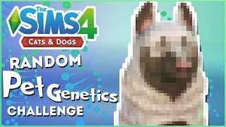 A Dash of Very Good Doggos!  Random Pet Genetics Challenge!!  Experiment #19
