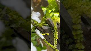 A unique little water feature plant 🌱 #watergarden #aquascape #plant