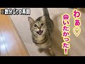 トイレから戻っただけなのに久しぶりの再会かのように大喜びする猫