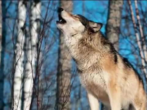 михаил шуфутинский  волк 