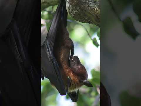 Video: Adakah flying foxes kelawar?
