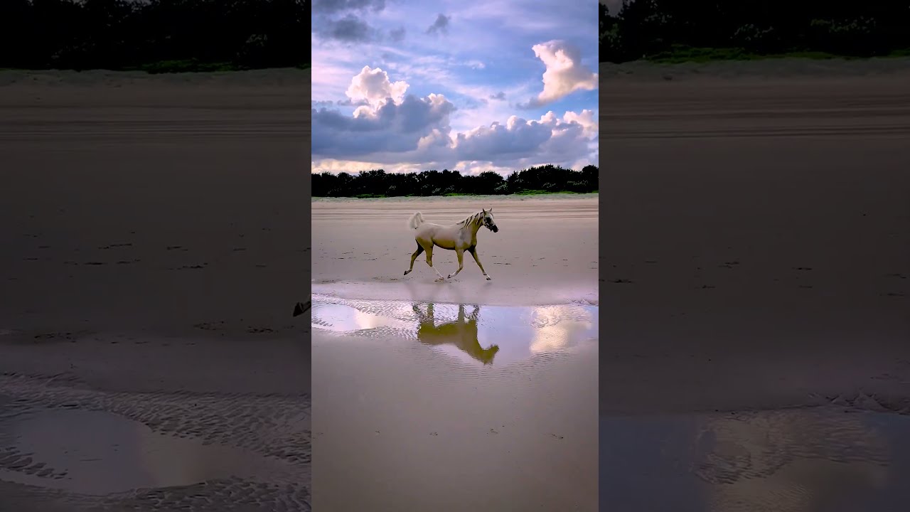 Palomino Horse At Liberty On The Beach