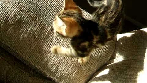 Video 664861: purebred bengal kittens, bengal cat kitten