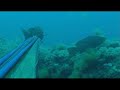 צח בניטח - דייג בצלילה חופשית ישראל Spearfishing Israel 4