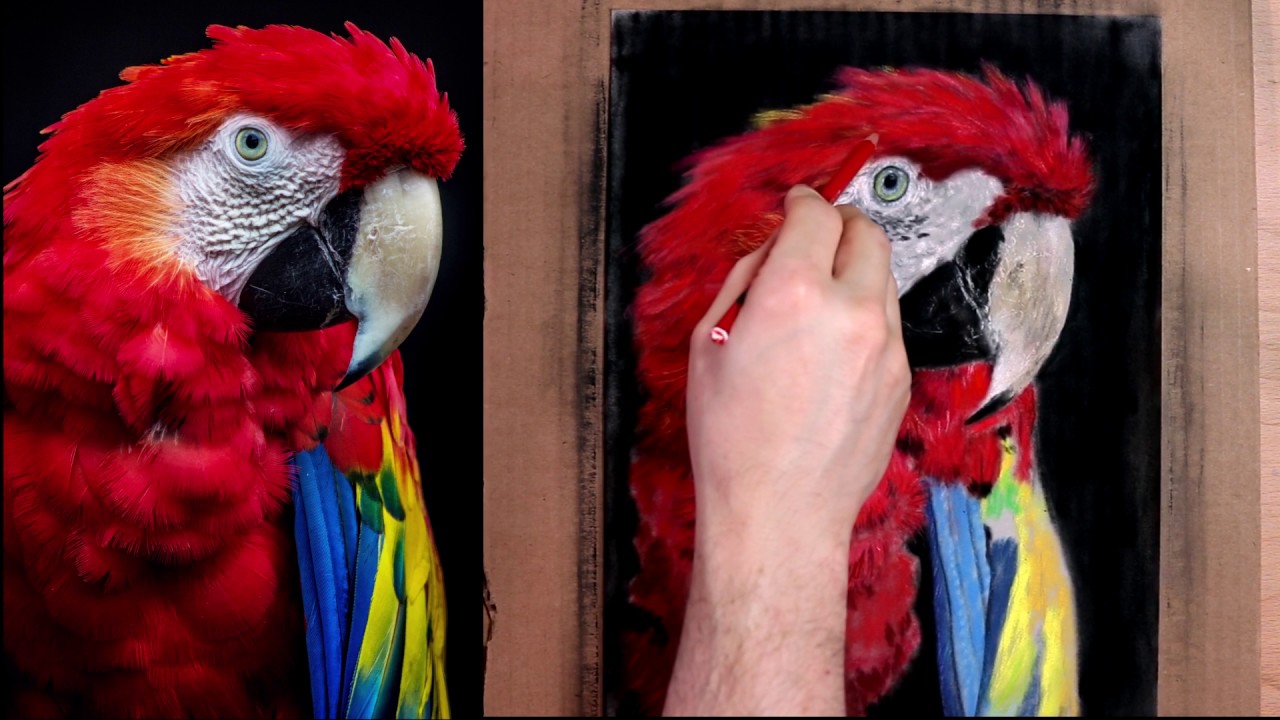 Scarlet Macaw - final touches! 
