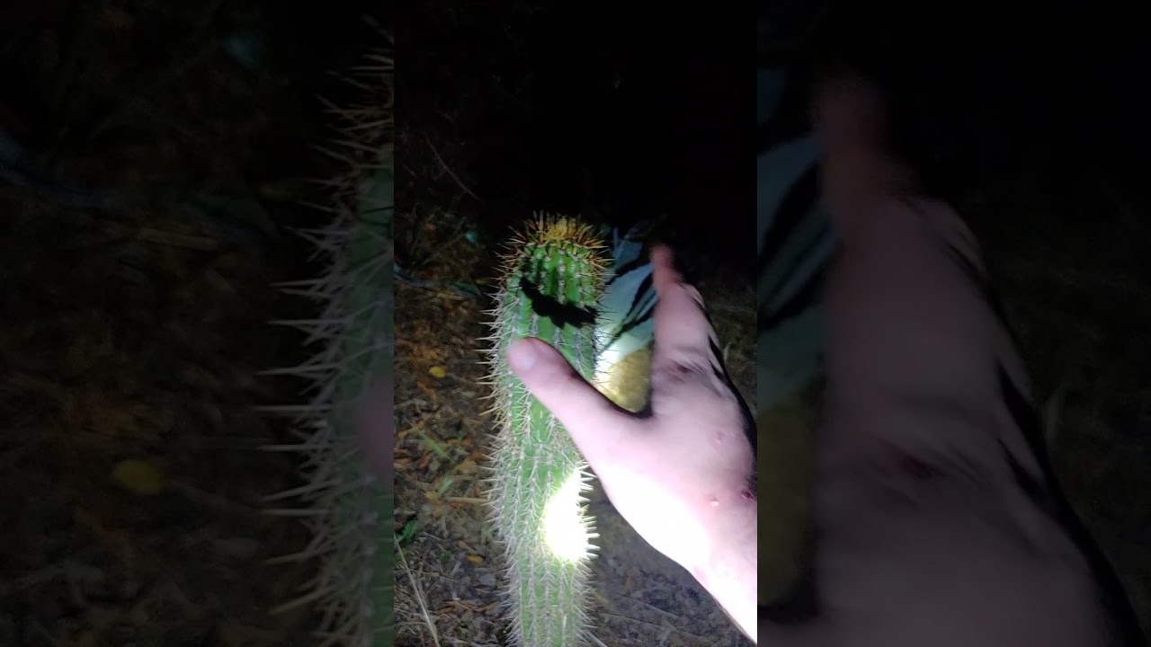 petting cactus 