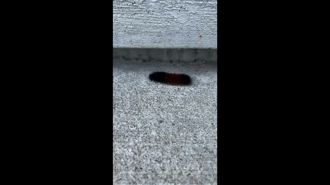 Wooly bear