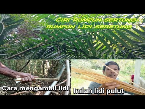 Video: Cara Mengasinkan Lidi Babi Dengan Cuka