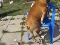 Did That Dog Just Do A Pull-up? Youtube Video