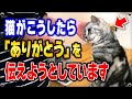 実は猫が飼い主さんに感謝を伝えている可愛すぎる仕草 “7選”