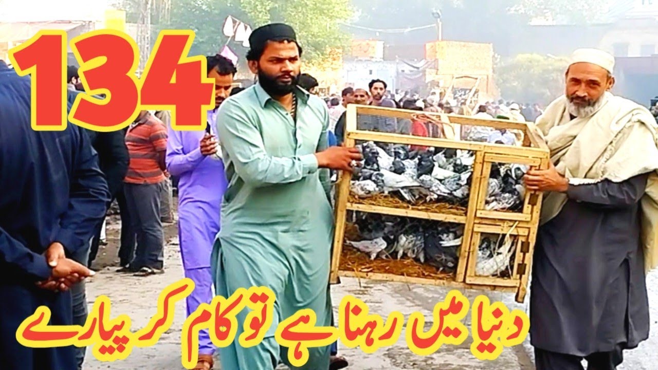 134) Largest market for Pakistani pigeons || Lahore lari ada kabootar mandi || Amjad ali official
