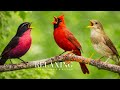 Top 15 most beautiful birds in the world in 4K resolution🌿|Morning Birds and Peaceful Nature Sounds