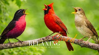 Top 15 most beautiful birds in the world in 4K resolution🌿|Morning Birds and Peaceful Nature Sounds screenshot 5