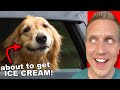 These are the Happiest DOGS in the WORLD!