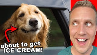 These are the Happiest DOGS in the WORLD! my Reaction