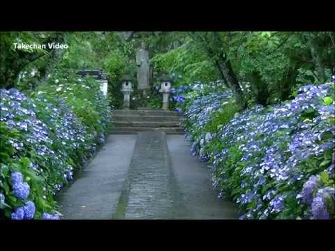 岡山県のアジサイ名所 津山市 長法寺 あじさい寺 Youtube