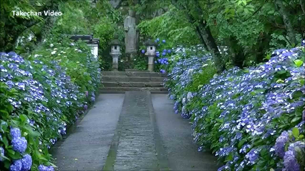 岡山県のアジサイ名所 津山市 長法寺 あじさい寺 Youtube