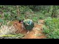 OFF GIRD LIVING - Survival SOLO BUSHCRAFT Girl Working Farm In The Rainforest - Aboriginal Guy