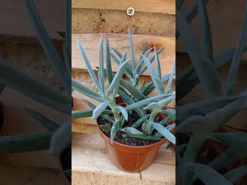 Vídeo: Senecio Blue Chalk Plant Care - Como cuidar de suculentas de giz azul