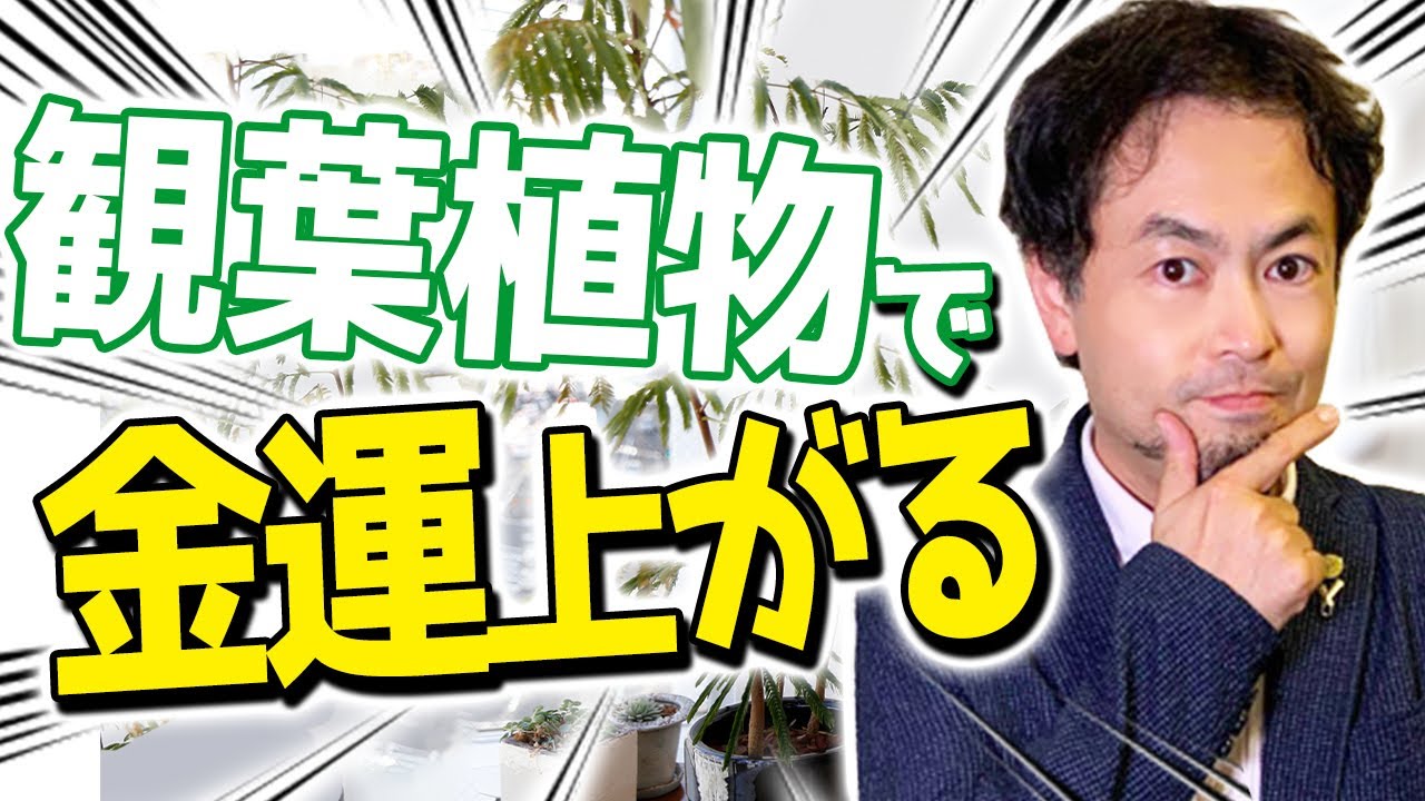 【植物風水】運気を上げるなら観葉植物を置きましょう！