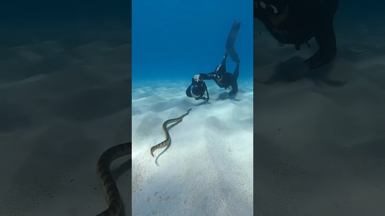 Ular Laut Lebih Berbahaya dari pada Ular Kobra?