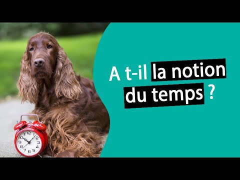 Vidéo: Les Chiens Ont-ils Une Notion Du Temps?