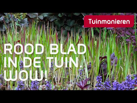 Video: Druivenbladige Clematis