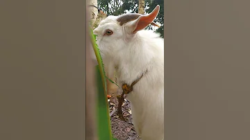 I MISS HAVING A GOAT LIKE THIS 