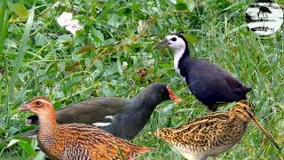 Suara pikat burung sawah malam cocok untuk jaring gantung malam