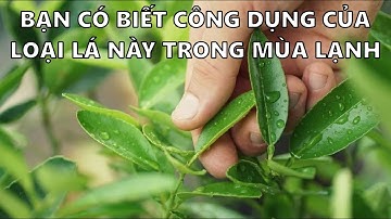 Một loại gia vị quen thuộc nhưng lại chữa được các triệu chứng của cảm lạnh - Lá chanh