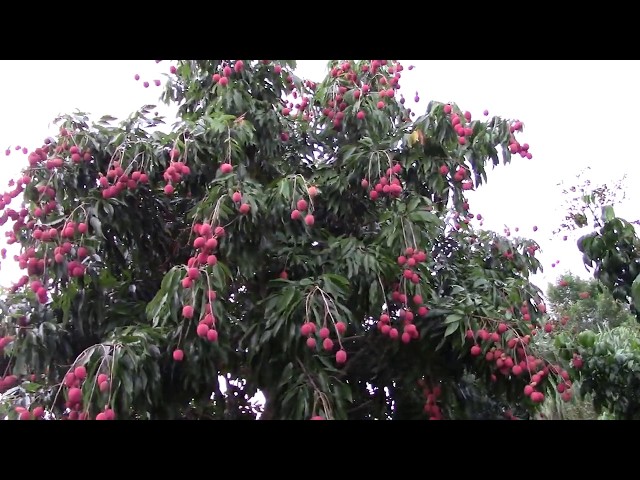Cây ăn trái nhà trồng ở Mỹ: giải vải nhãn trái xum xuê thấy mê, bông hoa cây cảnh| MVI_2162 20190605