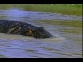 Killer Crocodile 2 (1990) - Can you spot the toy crocodile?