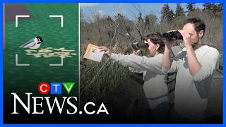 Celebrity Flock Around videogame inspired by Swan Lake Nature Sanctuary Profile