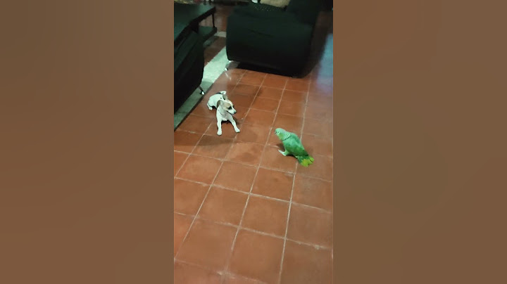 🤣Videos de loros que hablan🦜