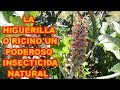 INSECTICIDA NATURAL EFECTIVO, LA HIGUERILLA O RICINO [][][] UNO DE LOS MEJORES