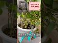 【園芸】クレマチス6月頃 花後の剪定の解説 #shorts #flowers