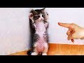 「猫かわいい」 すごくかわいい子猫 - 最も面白い猫の映画 #237