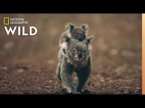 Video: How Do Koalas Live?