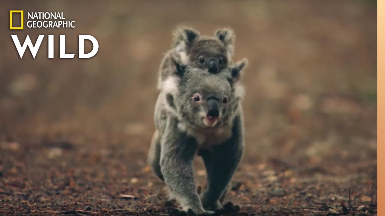 Koalas 101  Nat Geo Wild 