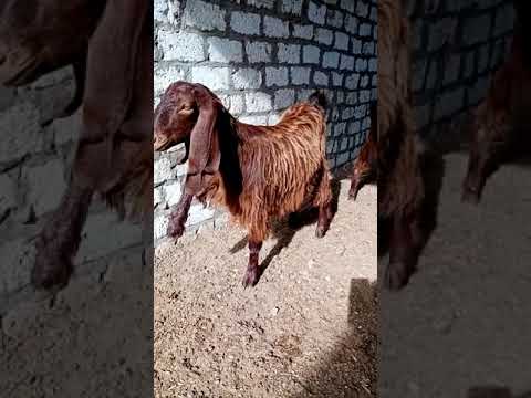 الماعز الشامى الدمشقى الأصلى جامبوهااااات المستقبل