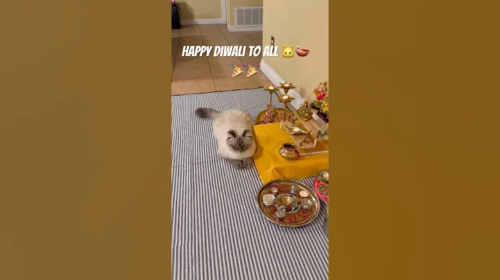 Watch the video about Sparkles, sweets, and soft paws — Happy Diwali!🪔 #siberian #cat#trending #viralvideo #cute