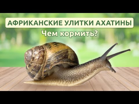 Африканские улитки Ахатины чем кормить?