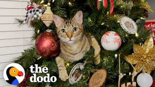 These Cats Are Obsessed With Christmas The Dodo
