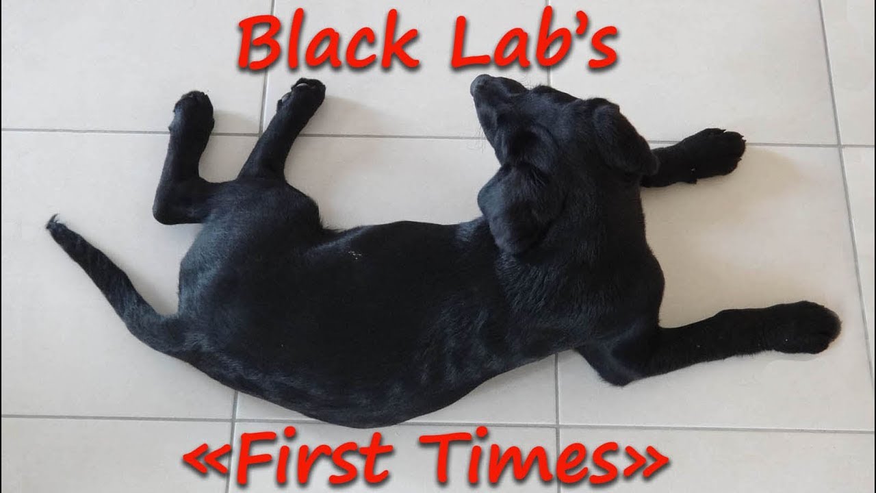 11 week old black lab puppy