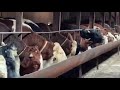 MINI FERMA NIYATQILGAN BITA LAYK#geremfort #anggus #avlikol #semental #galishteyin#cow#bull#buqa
