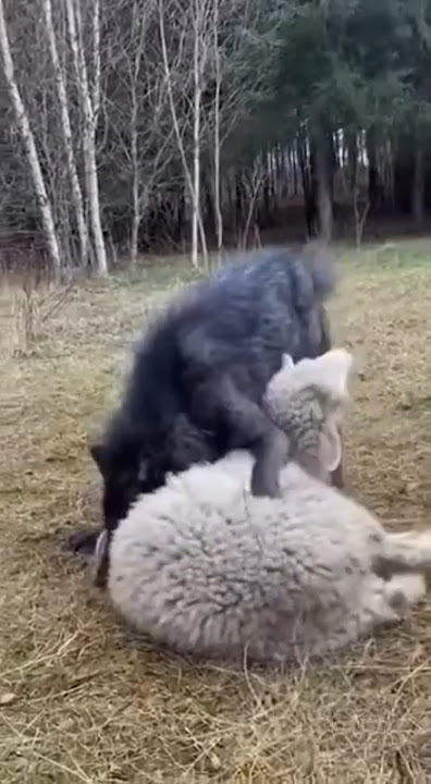Black Wolf Attacks Sheep — But the Alabai Fights Back | Real Footage