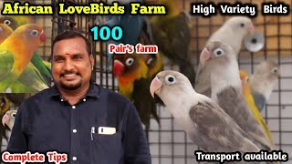 100 pair african lovebird farm | high variety birds | chennai big farm | complete tips |#eagletwist